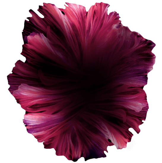 flower grape
