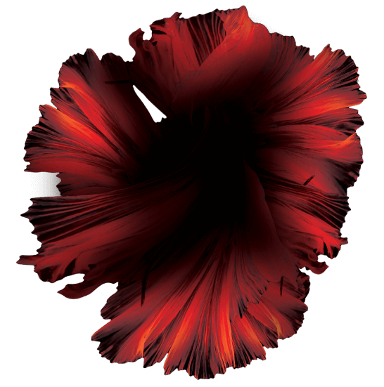 flower peach