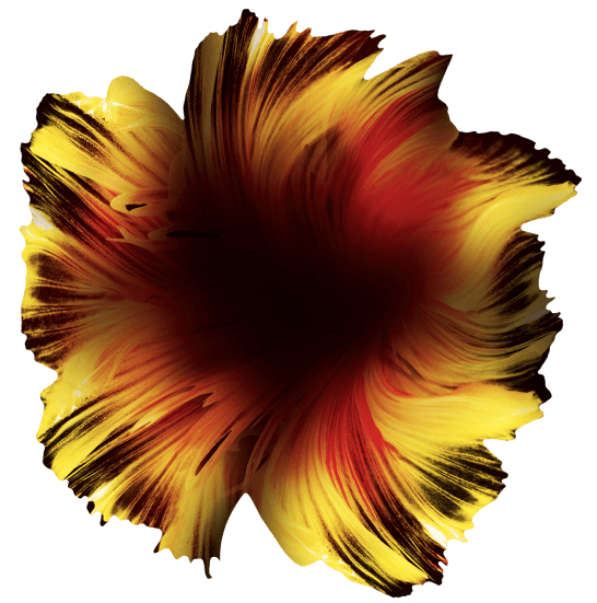 flower tangerine