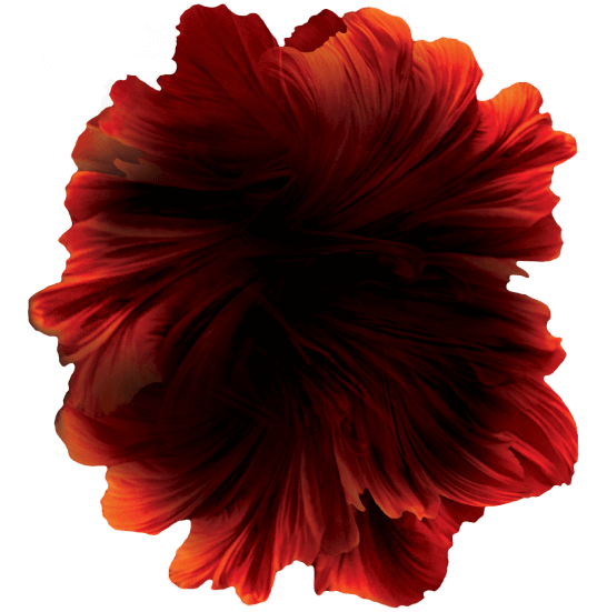 flower tomato
